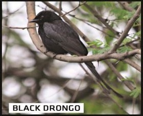Black Drongo